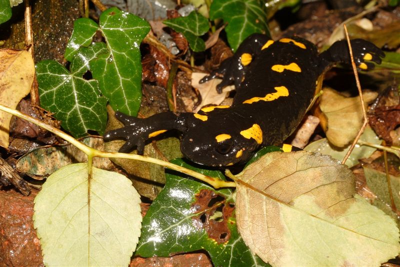 Salamandre: vecchie e nuove conoscenze...